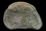 Large, Hadrosaur Phalange - Alberta (Disposition #-) #134459-1